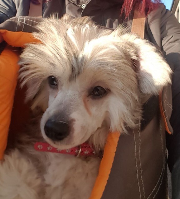 chinese crested gumtree